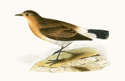 Menetries Wheatear, ilustração de "Uma História das Aves da Europa Não Observadas nas Ilhas Britânicas", de Charles Robert Bree (1811-1886), publicada em 1867. de English School