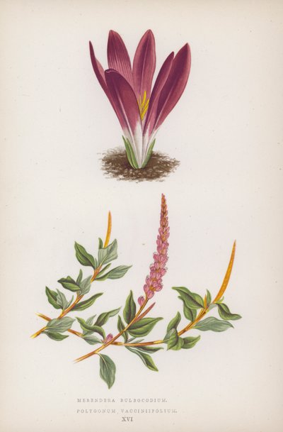 Merendera Bulbocodium; Polygonum Vaccinifolium (litografia colorida) de English School