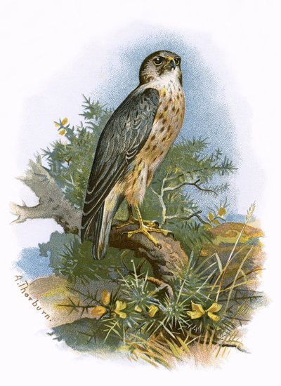 Merlin de English School