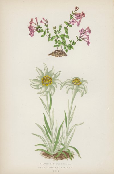 Micomeria Piperella; Leontopodium Alpinum (litografia a cores) de English School