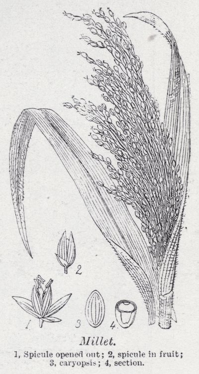 Millet (litho) de English School