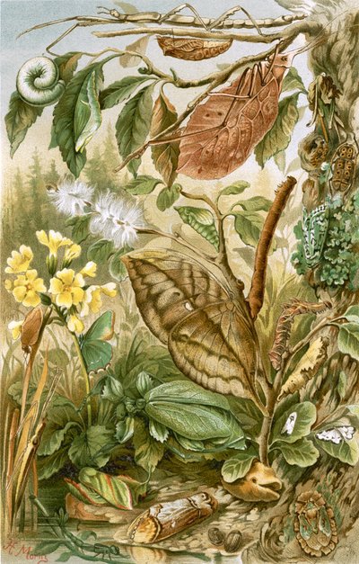 Mimetismo em insetos de English School