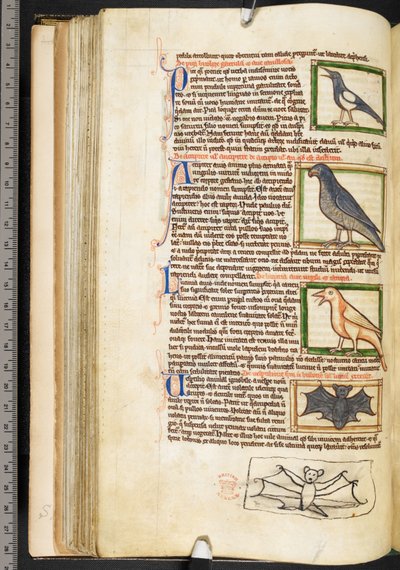 Miniaturas de aves e desenho marginal de um morcego, de Theological miscellany, including the Summa de vitiis, Harley 3244, f.55v, c.1236-50 (velino) de English School