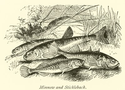 Minnow e Stickleback de English School
