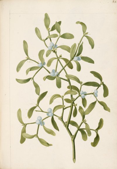 Visco. Uma planta hemi-parasita, c.1664 (litografia) de English School