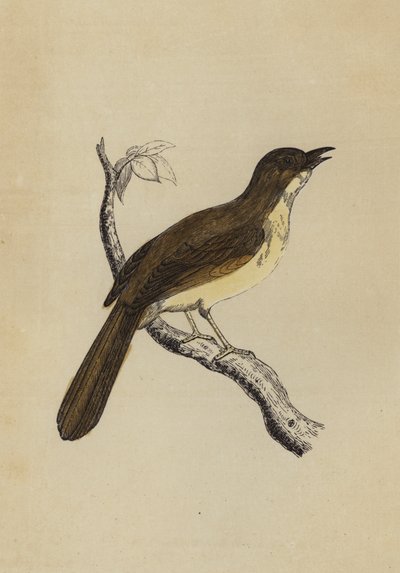 Mocking Bird (cor litho) de English School