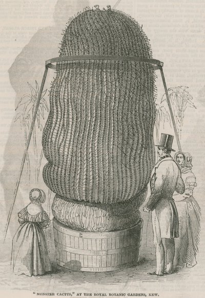 Cacto de monstro no Royal Botanic Gardens, Kew de English School