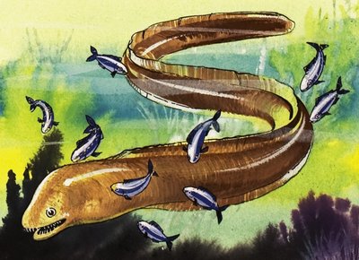 Moray Eel de English School