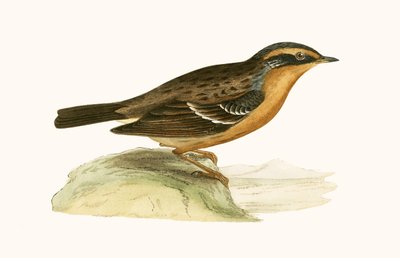Mountain Accentor, ilustração de "Uma História das Aves da Europa Não Observadas nas Ilhas Britânicas", de Charles Robert Bree (1811-1886), publicada em 1867 de English School