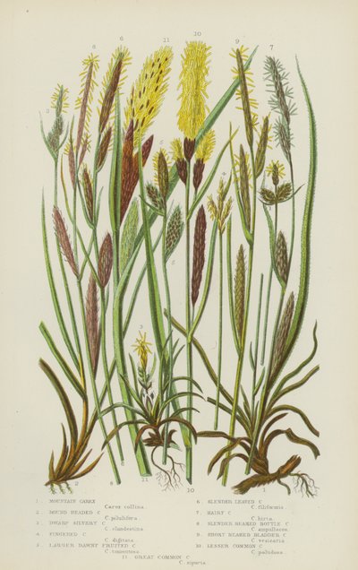 Carex montanhosa, Carex de cabeça redonda, Carex prateada anã, Carex de dedos, Carex de frutos grandes (litografia a cores) de English School