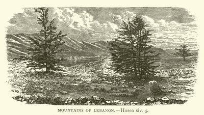 Montanhas do Líbano, Oséias, xiv, 5 (gravura) de English School