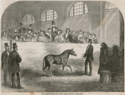 Sr. Rarey com a zebra domada antes da rainha de English School