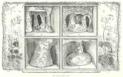 Herr Stones Wespennester (Gravur) von English School