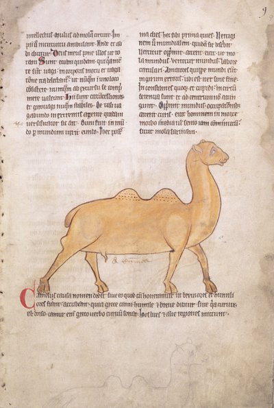 Ms.254 f.9r Camelo de um bestiário em latim, inglês, início do século XIII (manuscrito) de English School