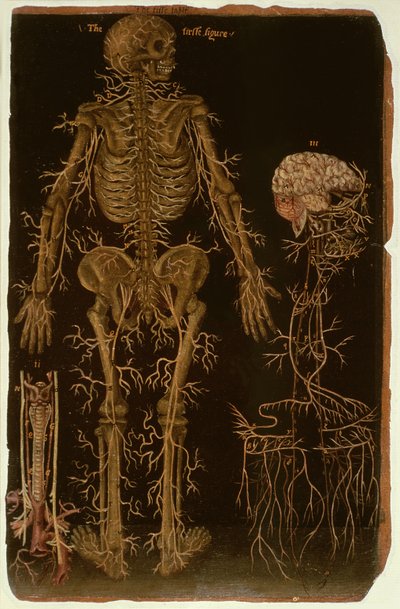 Ms Hunter 364 Tabela V Dissecção, de Anatomical Tables, por John Banister (1540-1610) (óleo sobre papel pardo) de English School