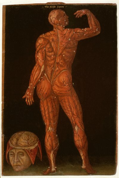 Ms Hunter 364 Tabela X Dissecação, de Anatomical Tables, por John Banister (1540-1610) (óleo sobre papel pardo) de English School