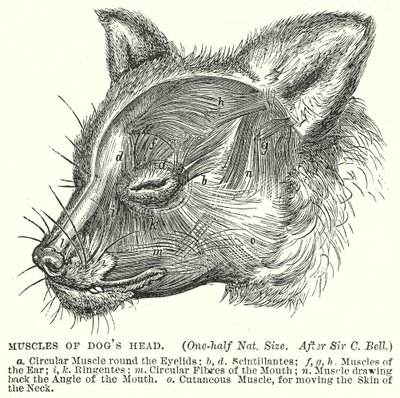 Músculos da cabeça de um cão (gravura) de English School