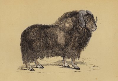 Boi almiscarado (cor litho) de English School