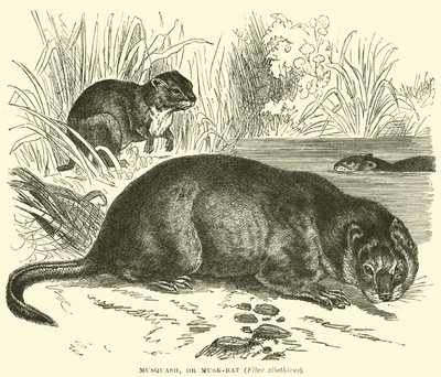 Musquash, ou Musk-rat, Fiber zibethicus de English School