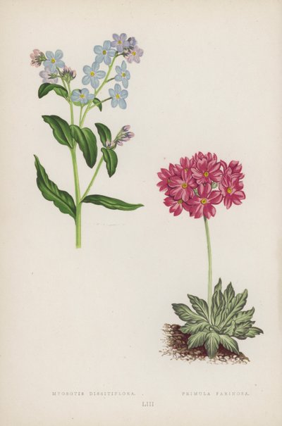 Myosotis Dissitiflora; Primula Farinosa (colour litho) de English School