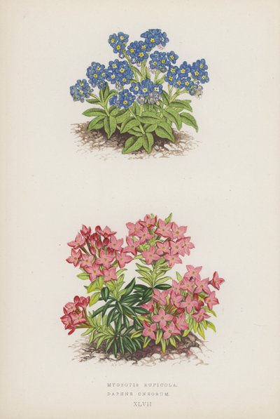 Myosotis Rupicola; Daphne Cneorum (litografia a cores) de English School