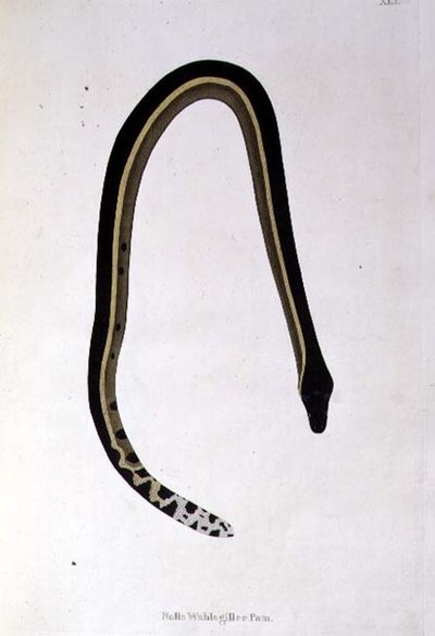 Nalla Wahlagillee Pam Snake de "An Account of Indian Serpents collected from the Coast of Coromandel" de Patrick Russell, Londres de English School