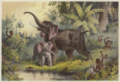 Nativos, spearing, um, elefante de English School