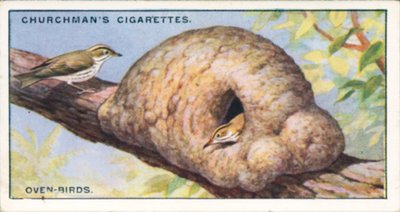 Architekten der Natur: Ofenvögel von English School