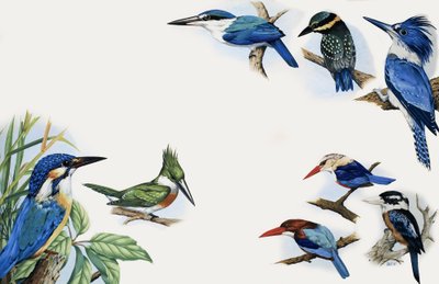 O reino da natureza: um flash de cor de English School