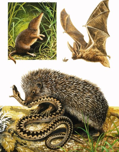 Reino da natureza: sob a capa do escuro de English School