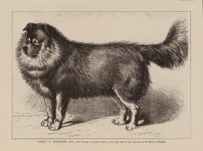 "Nero", um cão nepaulês, propriedade do Capitão Ryan, da 63ª Divisão, e o único exemplar da sua raça em Inglaterra (gravura) de English School