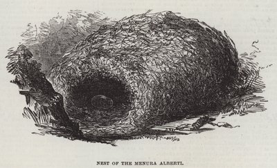 Ninho da Menura Alberti (gravura) de English School