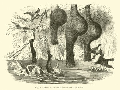 Ninhos de pássaros tecelões da África do Sul de English School