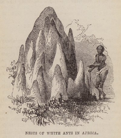 Ninhos de formigas brancas na África (gravura) de English School