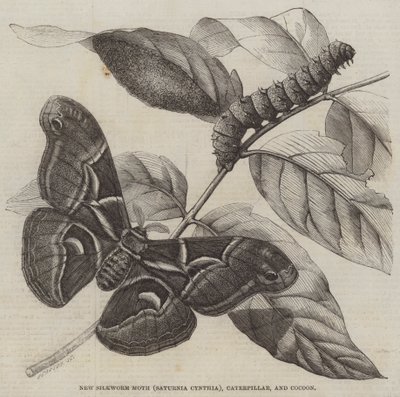 Nova Traça da Seda (Saturnia Cynthia), Lagarta, e Casulo (gravura) de English School