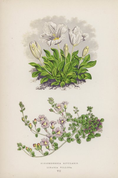 Nierembergia Rivularis; Linaria Villosa (litografia a cores) de English School