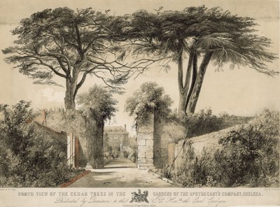 Vista norte das árvores de cedro nos jardins da empresa Apothecarys, Chelsea, Londres de English School