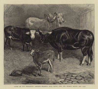 Notas no Jardim Zoológico, Brahmin Bull, Gayal Cow, e Hybrid Heifer and Calf (gravura) de English School