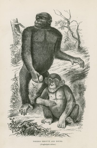 Nshiego Mbouve e Young, Troglodytes Calvu de English School