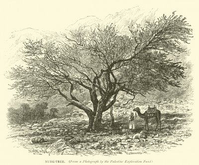 Nubk-Tree de English School