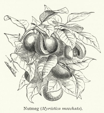 Noz-moscada (Myristica moschata) (gravura) de English School