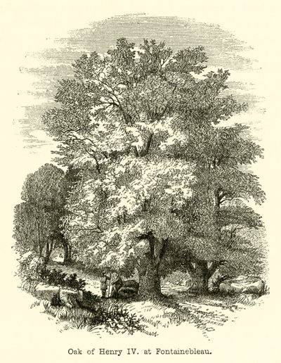 Carvalho de Henrique IV, em Fontainebleau (gravura) de English School