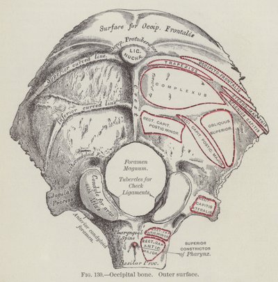 Osso occipital, superfície exterior (gravura) de English School