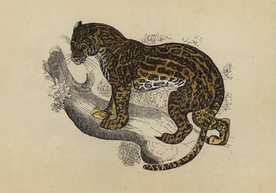 Jaguatirica (litografia a cores) de English School