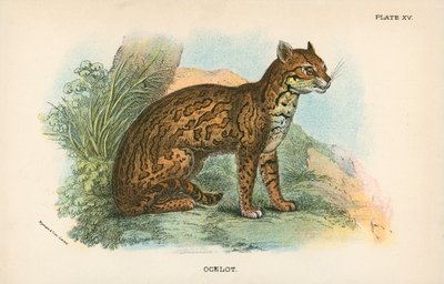 Ocelot de English School