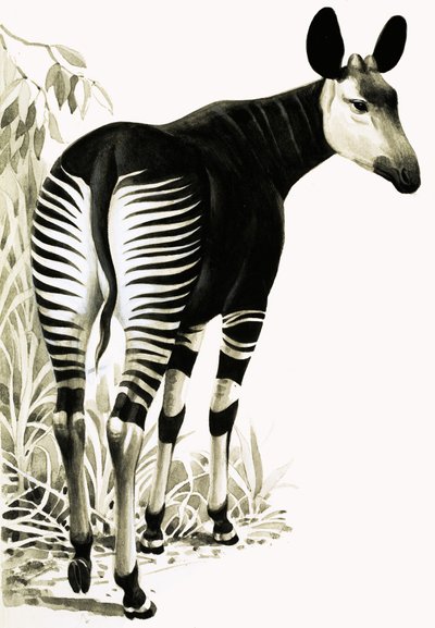 Okapi de English School