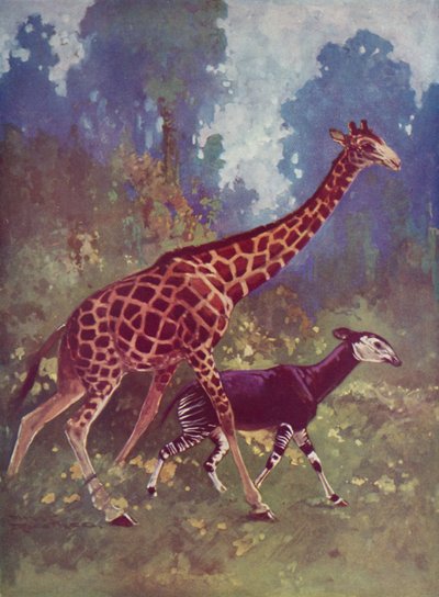 Okapi e girafa de English School