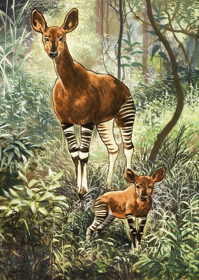 Okapis do Congo de English School
