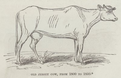 Velha vaca de Jersey, de 1800 a 1830 (gravura) de English School