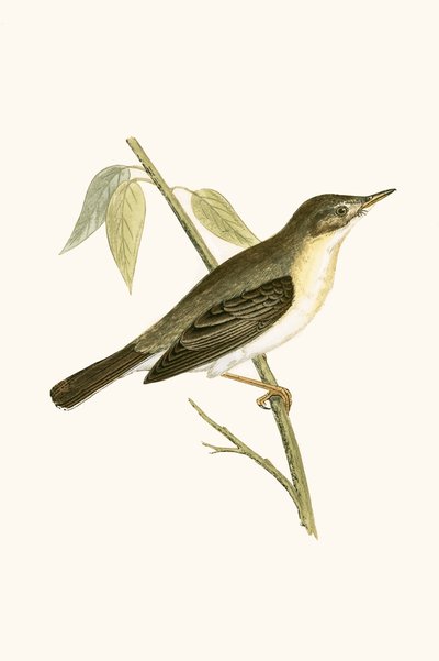 Toutinegra Olivácea, ilustração de "Uma História das Aves da Europa Não Observadas nas Ilhas Britânicas", de Charles Robert Bree (1811-1886), publicada em 1867 de English School